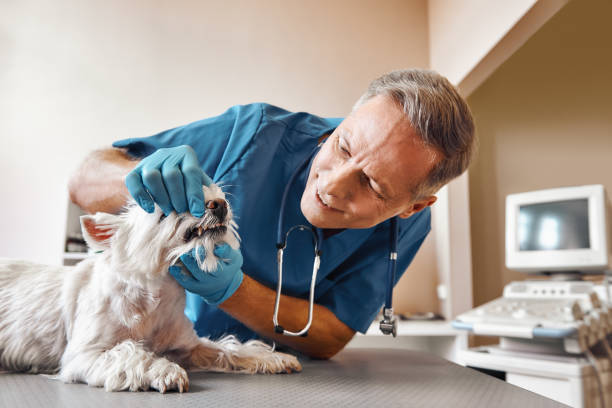 Best Emergency Dental Care for Broken or Chipped Teeth in Collinsville, TX